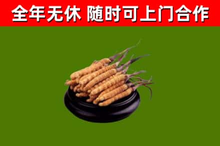 淮南市回收散虫草