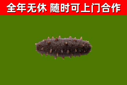 淮南市回收海参干